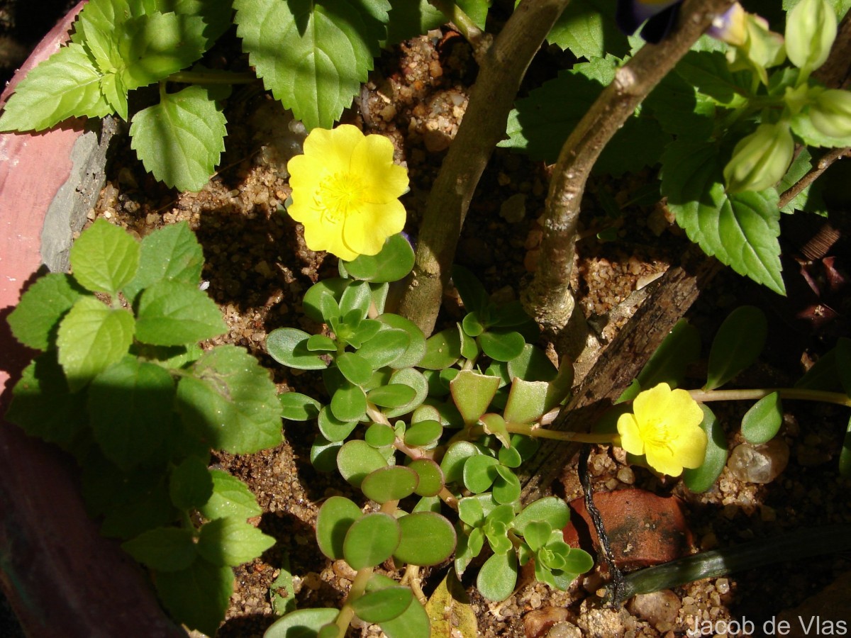 Portulaca oleracea L.